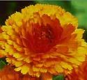 Calendula