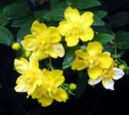 Hypericum