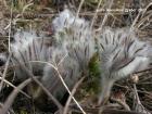 Pulsatilla