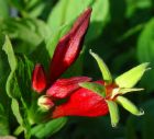 Spigelia